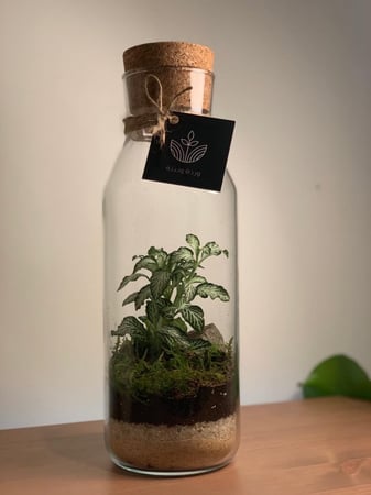 حوض زجاجي مغلق: غابة مصغرة بداخل حوض زجاجي مغلق.