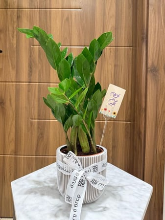 زاميا مقاس صغير  مع مركن  فايبر