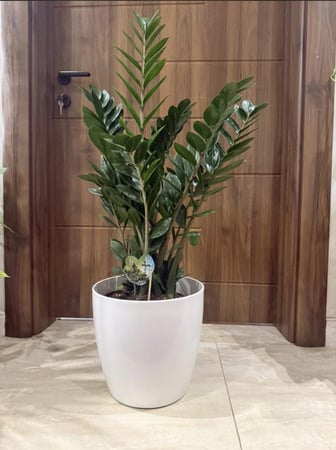 زاميا XL مع مركن بلاستك ابيض