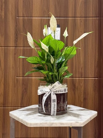 نبتة الاشرعة البيضاء في مركن زجاج