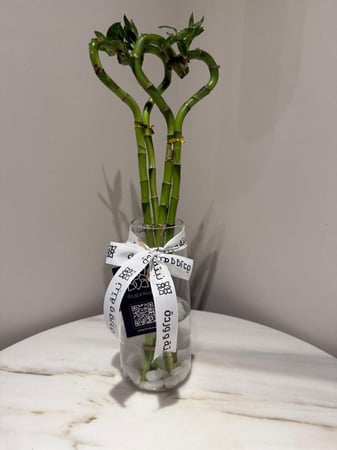 فازة بامبو عود قلب ♥️