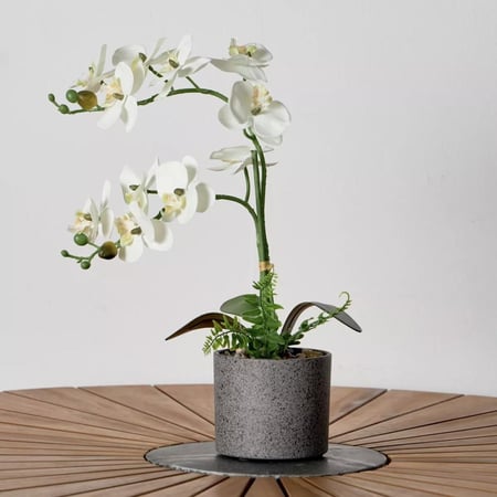 فازة الاوركيد