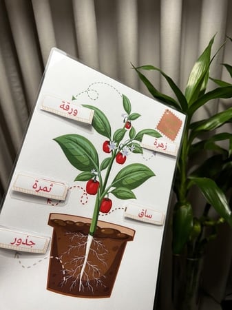 وسيلة تطابق اجزاء النبات