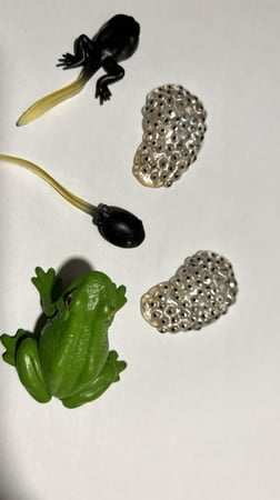 مجسمات دورة حياة الضفدع