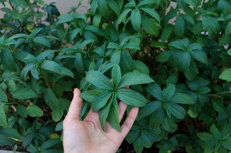 ملوخية صعيدية - Molokhiyh