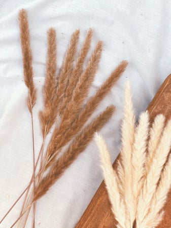 مجموعة اغصان بامباس صغير لون ابيض