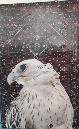 صورة صقر , صورة زينة