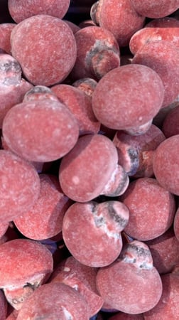 مشروم كرز حامض