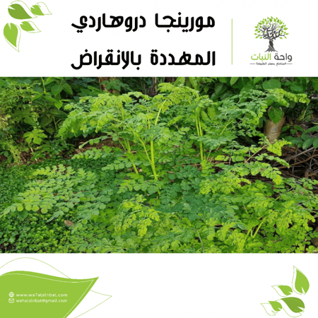 مورينجا دروهاردي المهددة بالانقراض