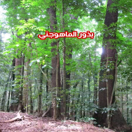 بذور الماهوجني الافريقي