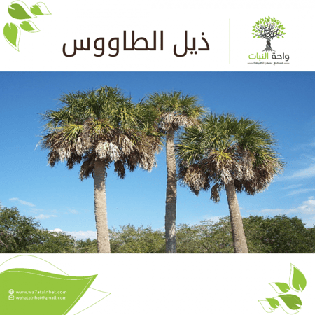 بذور ذيل الطاووس