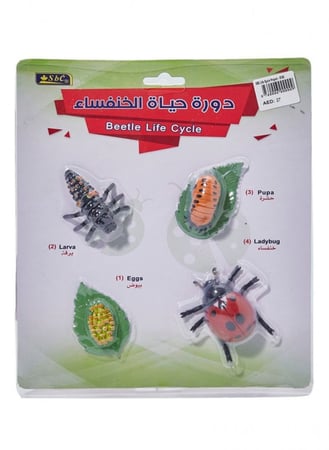 أشكال تعليمية ثلاثية الأبعاد تعلم دورة حياة مكونة من 4 قطع