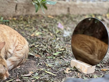 أفضل مرايا زجاج دائري برونزي سادة بديل عصري للمشاريع