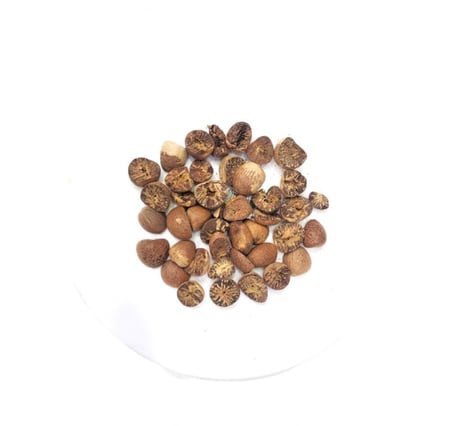 فوفل - عطار كنوز حضرموت