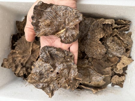 هاينان جار قديم