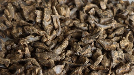 كمبودي الظبي