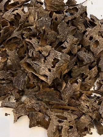 كمبودي قواقع