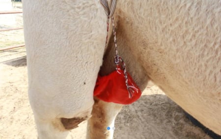 شمالة إبل صيفية