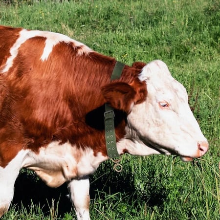 طوق رقبة للأبقار ( حزام ) مع جرس