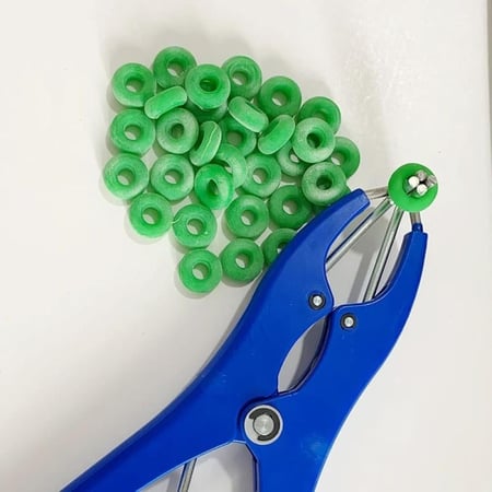 خصاية أغنام ازرق