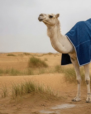 جلال ابل مبطن ازرق