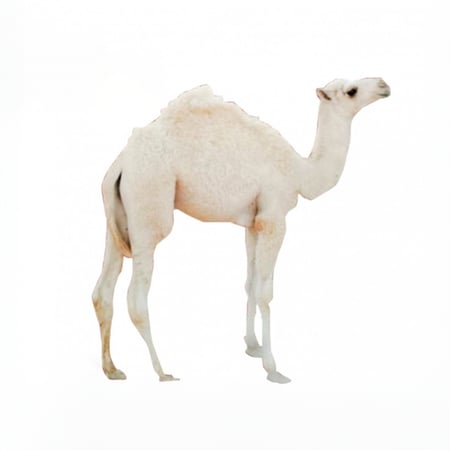 ربع لحم حاشي صغير بلدي (17-20) كیلو