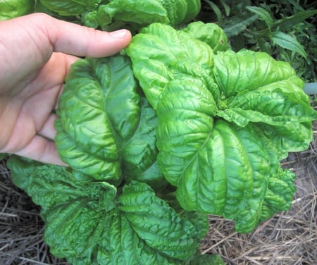 بذور ريحان الخس - Lettuce Leaf Basil Seeds