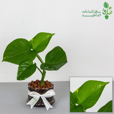 بوتس بمركن زجاجي بقاعدة واسعة مع ربطة فيونكة