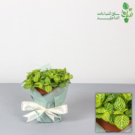 فيتونيا خضراء كبيرة