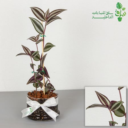 المكحلة زيبرينا بمركن زجاجي بقاعدة واسعة مع ربطة فيونكة