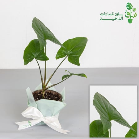 سنجونيوم خضراء