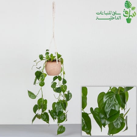 فيلوديندرون خضراء مجهزة بمركن معلق