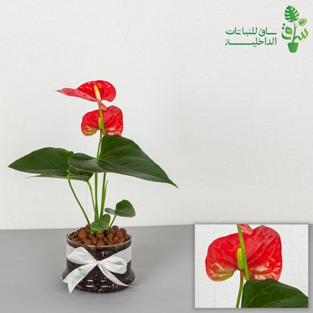 انتوريوم بمركن زجاجي بقاعدة واسعة مع ربطة فيونكة