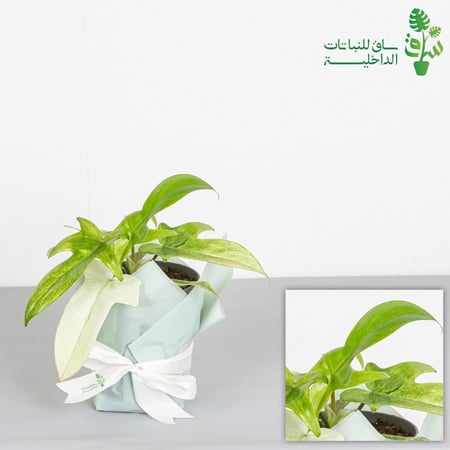 فيلوديندرون شبح فلوريدا مينت (النعناع) Philodendron Florida Ghost Mint