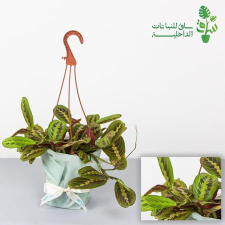 مارناتا ليمون لايم ذات خطوط حمراء (ليوكونيورا)