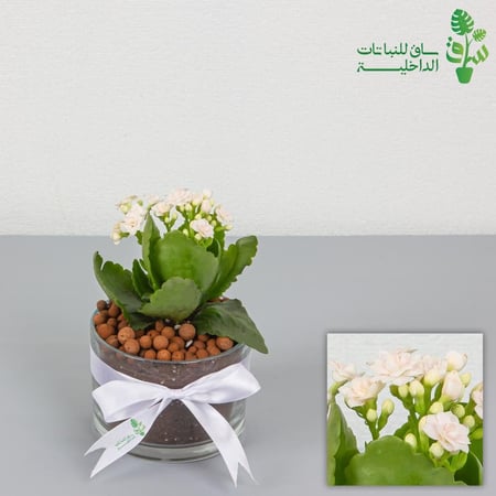 كلانشو ابيض مجهزة بمركن زجاجي بقاعدة واسعة مع ربطة فيونكة