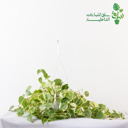 ببروميا سكاندن مبرقشة