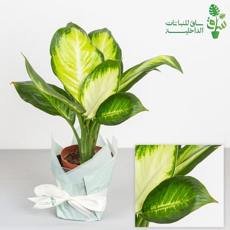 ديفنباخيا كاميلا