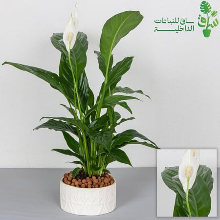 الاشرعة البيضاء مجهزة بمركن بنقش نجدي