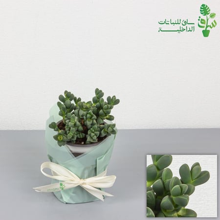 استريديا فيلوتينا