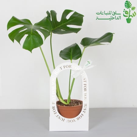 مونستيرا مناسبة للإهداء بتغليف اسود-بني-ابيض