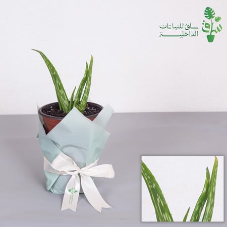 صبار اولوفيرا صغيرة