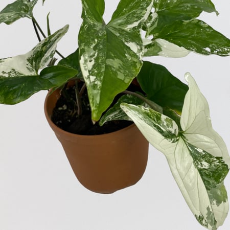 سنجونيوم البو