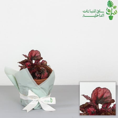 بيقونيا قبلة حمراء Begonia Red Kiss