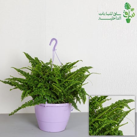نيفروليبس فلافي فيرن سرخس كبيرة بمركن ري ذاتي Nephrolepis Fluffy (Fern)