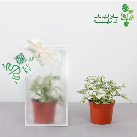 توزيعات 6 حبات
