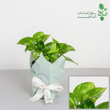 بوتس سكاندبسس قلوبل قرين Scindapsus Global Green