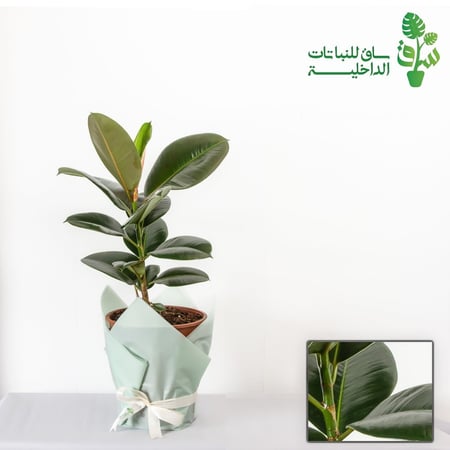 فيكس مطاط روبستا