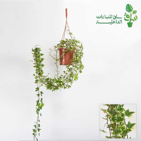 هيدرا مبرقشة عملاقة