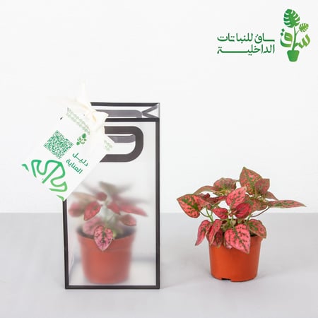 توزيعات 6 حبات